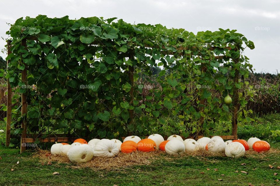Pumpkins on agriculture field