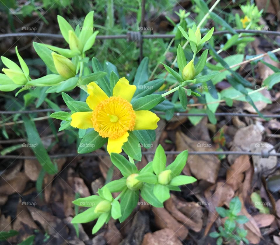 Nature’s beauty in the woods. Bright yellow flower growing through the fence. 