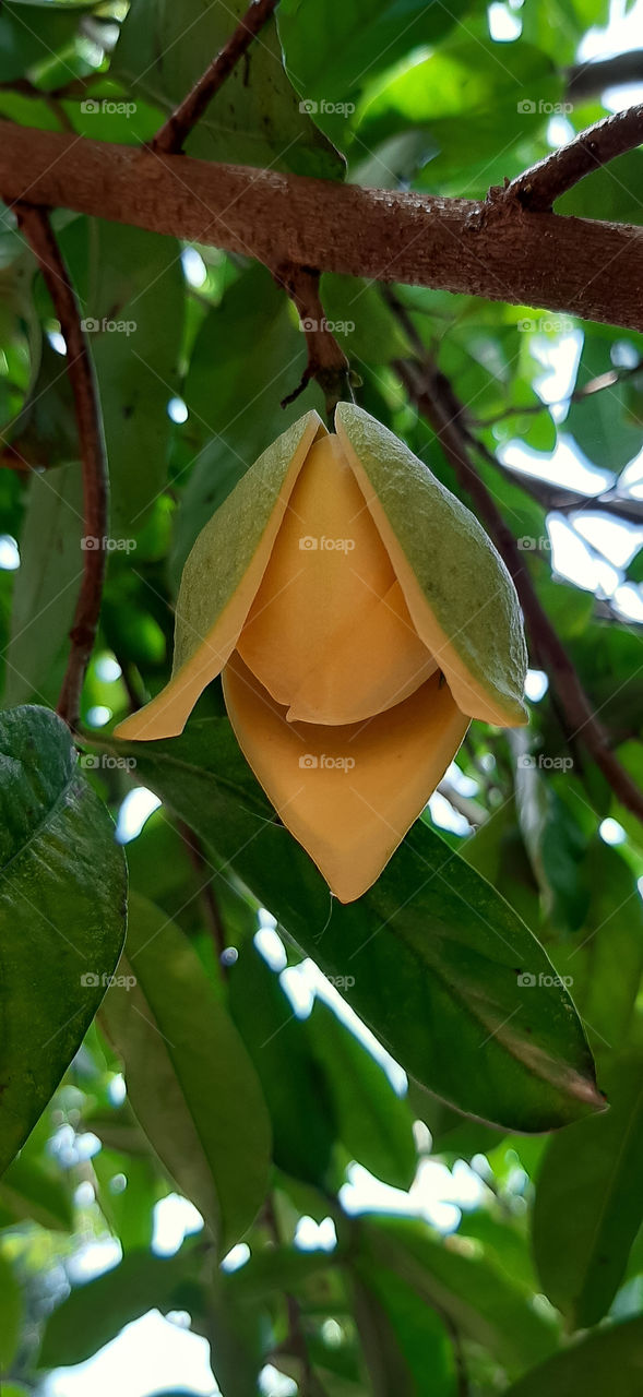 Graviola fruit flower.
