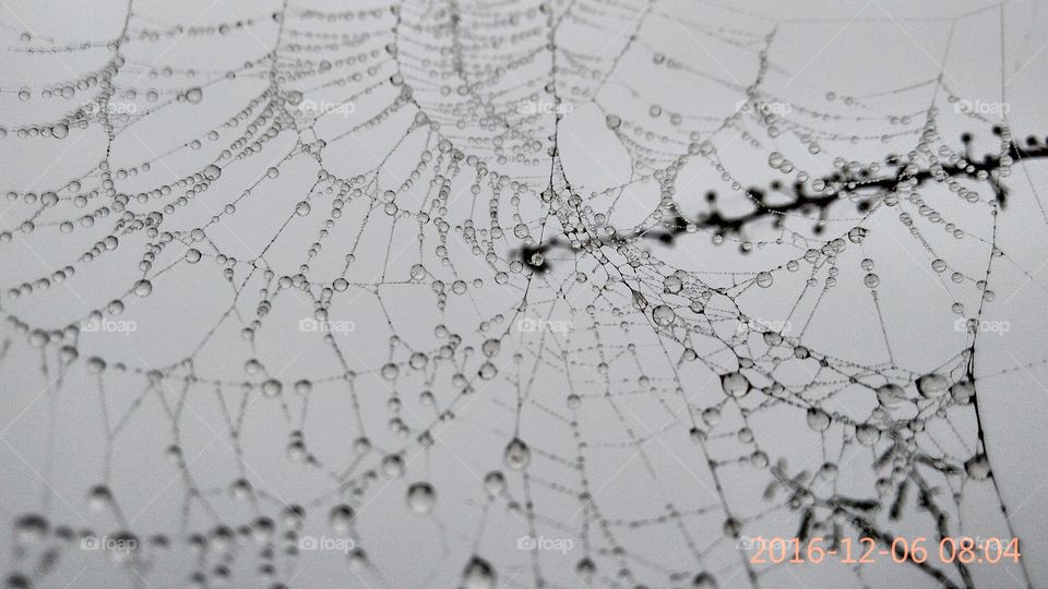 spider net with dew drop