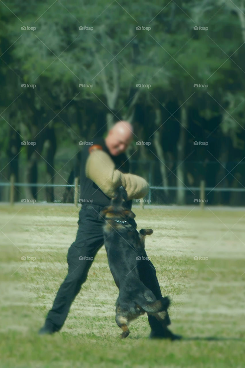 K9 dogs and their handlers prepare for their annual certification as they demonstrate their tactics!