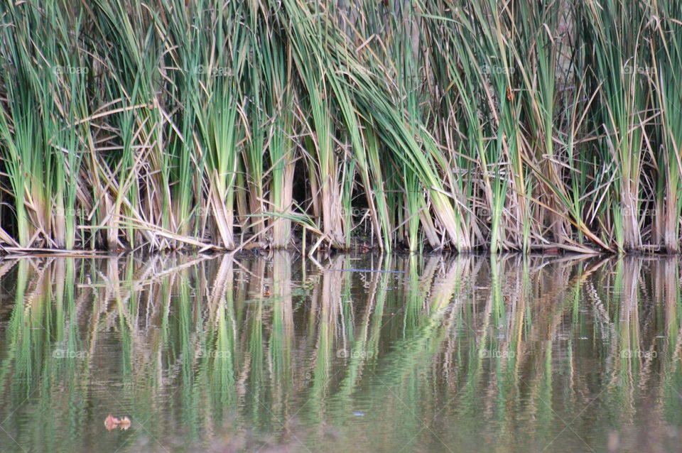 Reflecting reeds