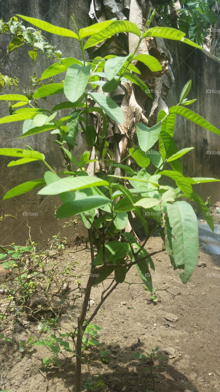 quawa plant