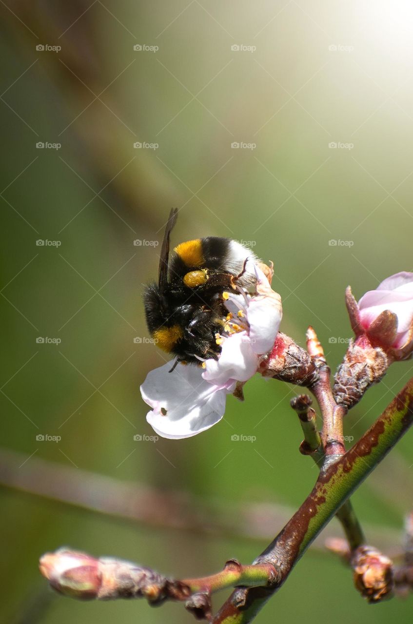 a hungry insect 🐝