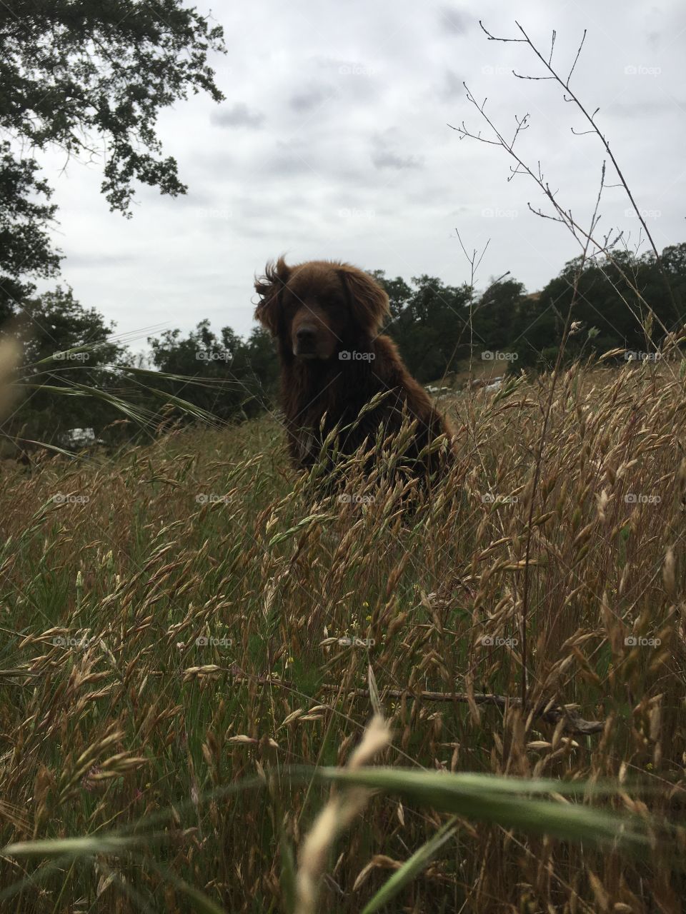 My dog BeBes. She's the best dog ever 