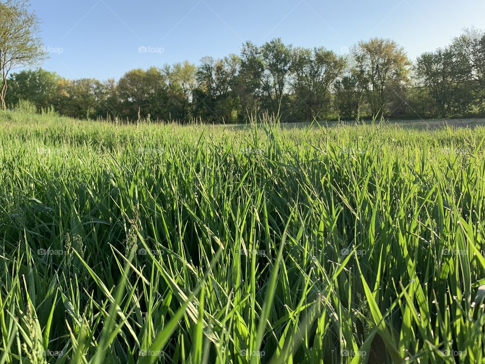 Low angle view of prairie grass and tree line against a bright blue sky