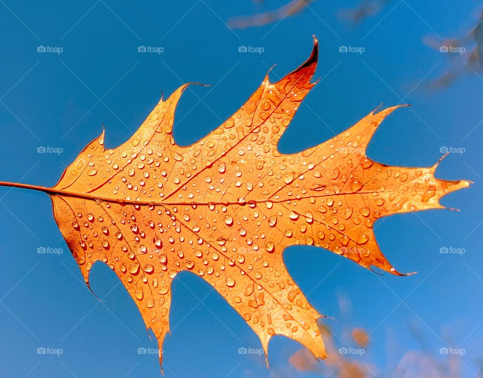 Autumn leaf on the background of the blue sky