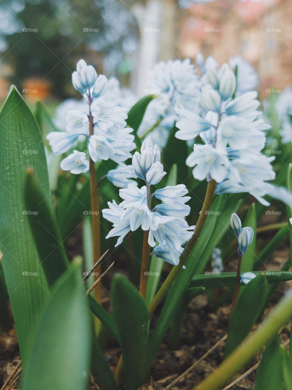 Spring blossom flower 