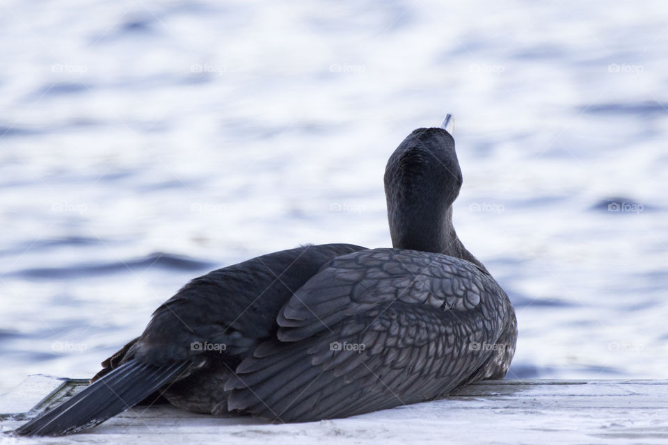 Rear view of a cormorant