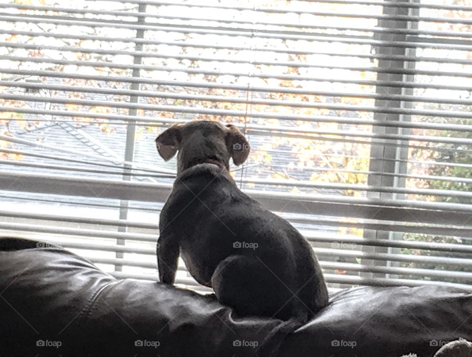 Dog looking out of the blinds on the window