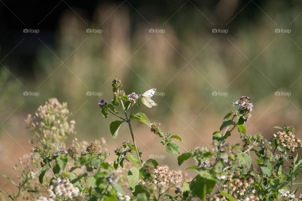 Flower, Nature, Leaf, No Person, Flora