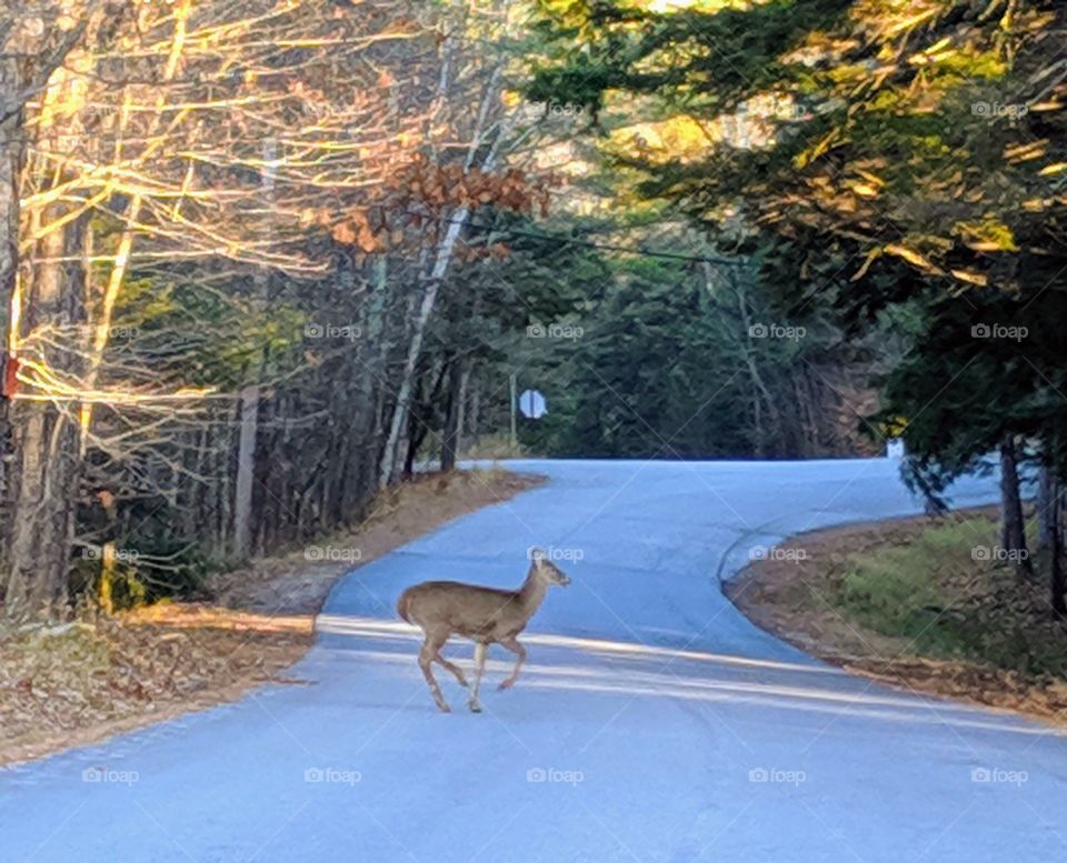white tailed deer crossing the road