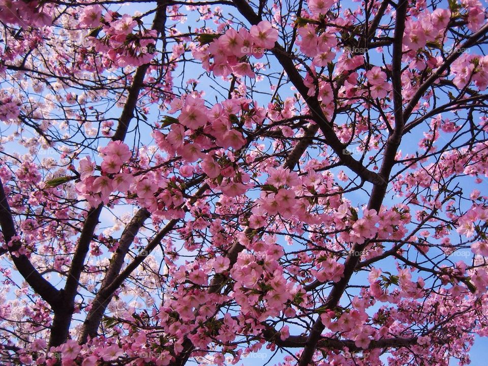 Cherry blossoms 