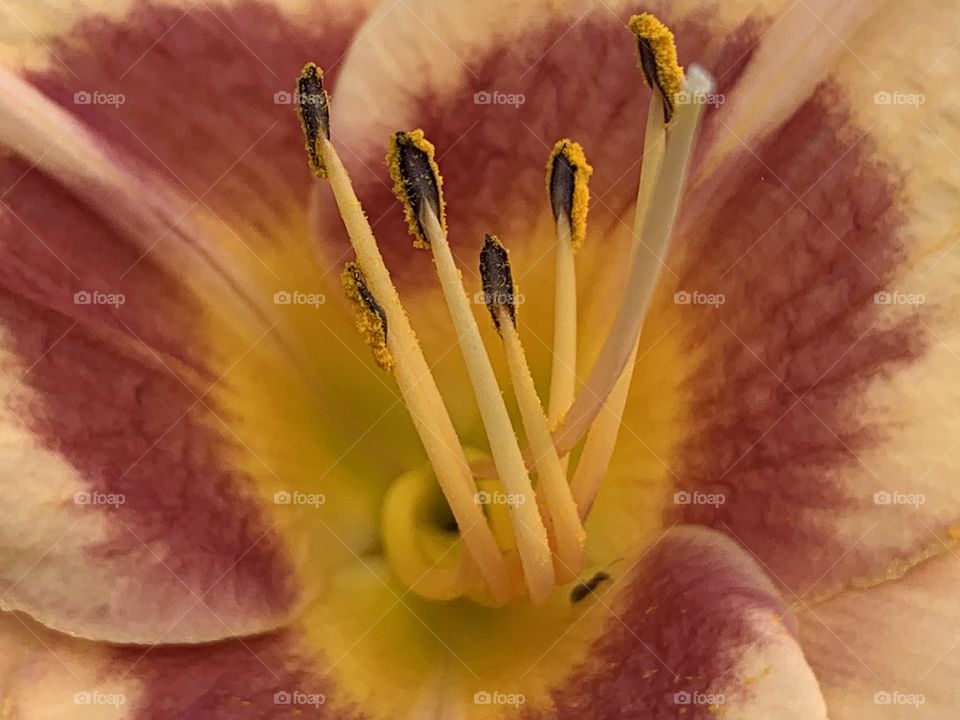 Close up look with this beautiful flower taken with an iPhone 