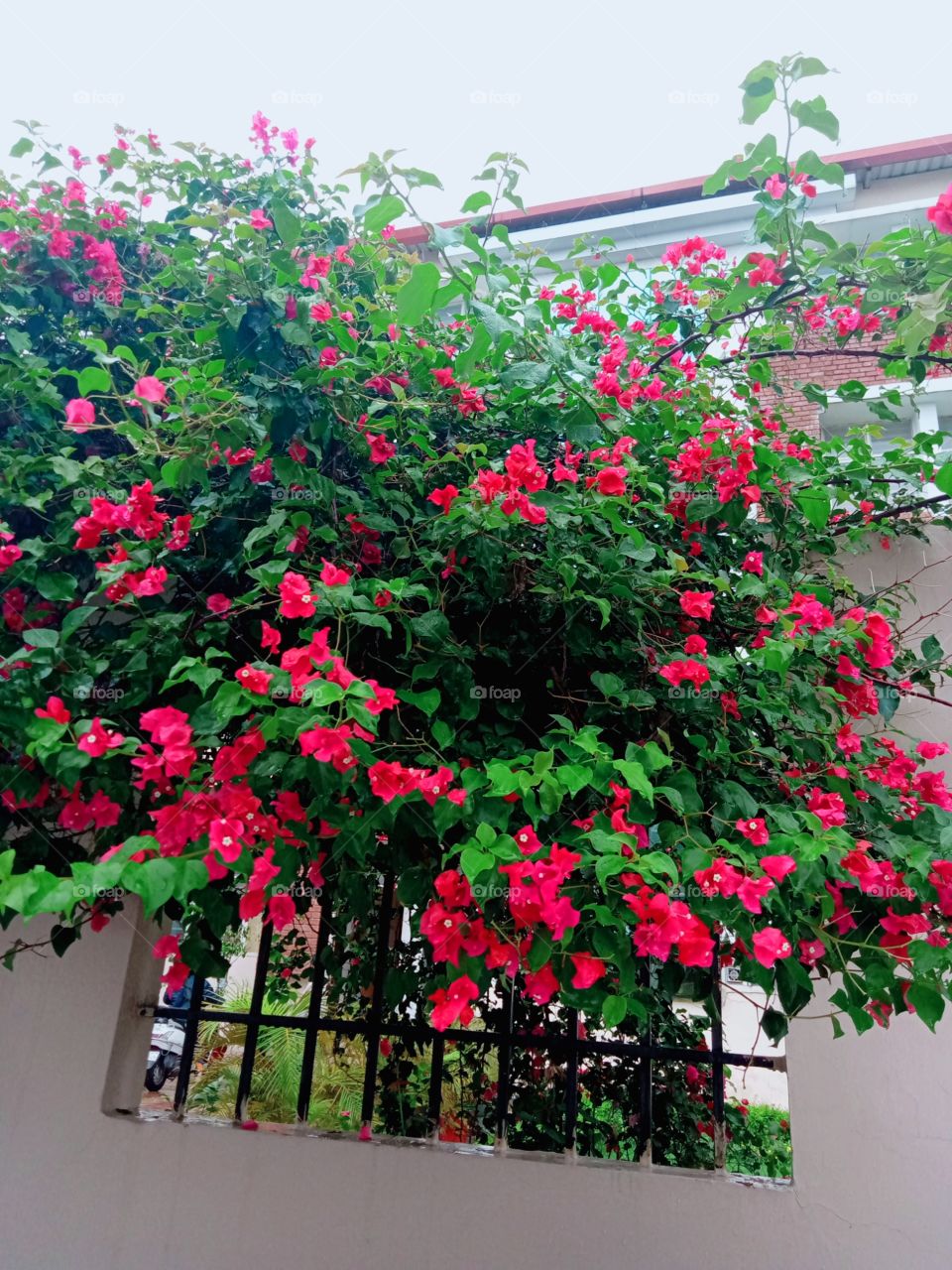 Bougainvillea, beauty on the wall