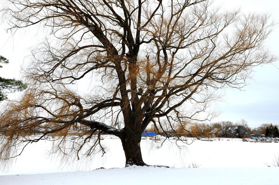 Gorgeous old willow tree