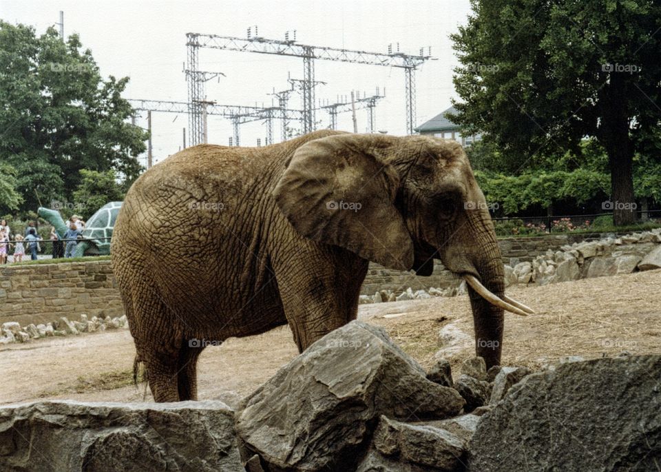 Elephant. Elephant in zoo