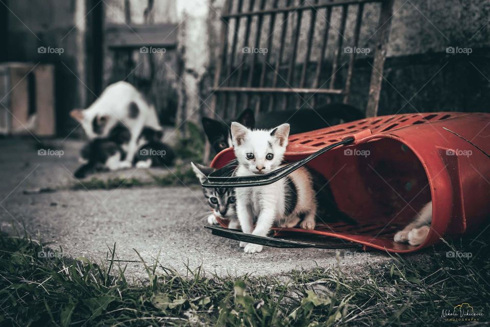 Cats in the bag