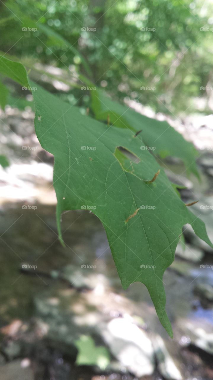 Leaf, Nature, No Person, Flora, Outdoors