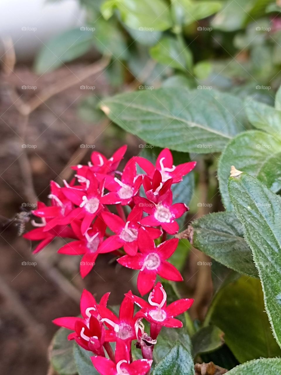 spring came with its full charm in nature that every single flower grows with its beautiful colors.