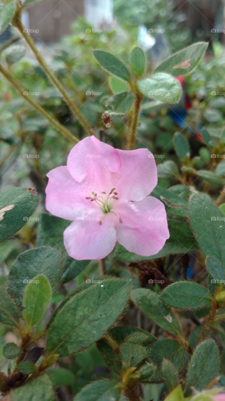 Flower, Leaf, Nature, Flora, Closeup