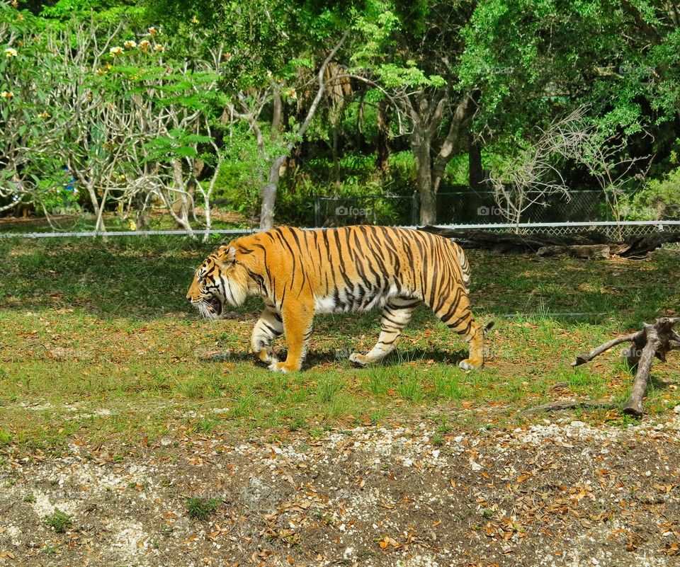 tiger