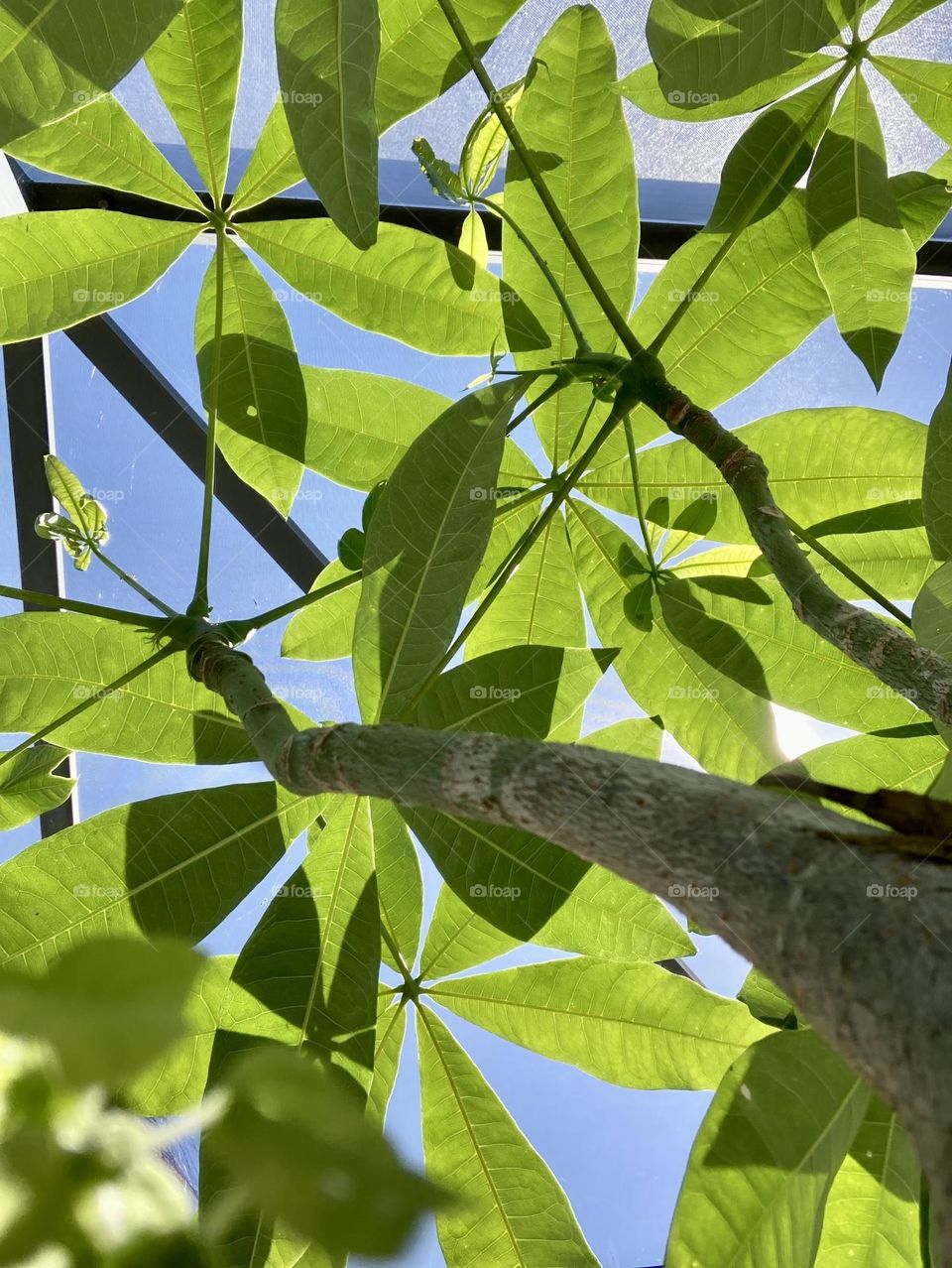 Bottoms up money tree 🌳