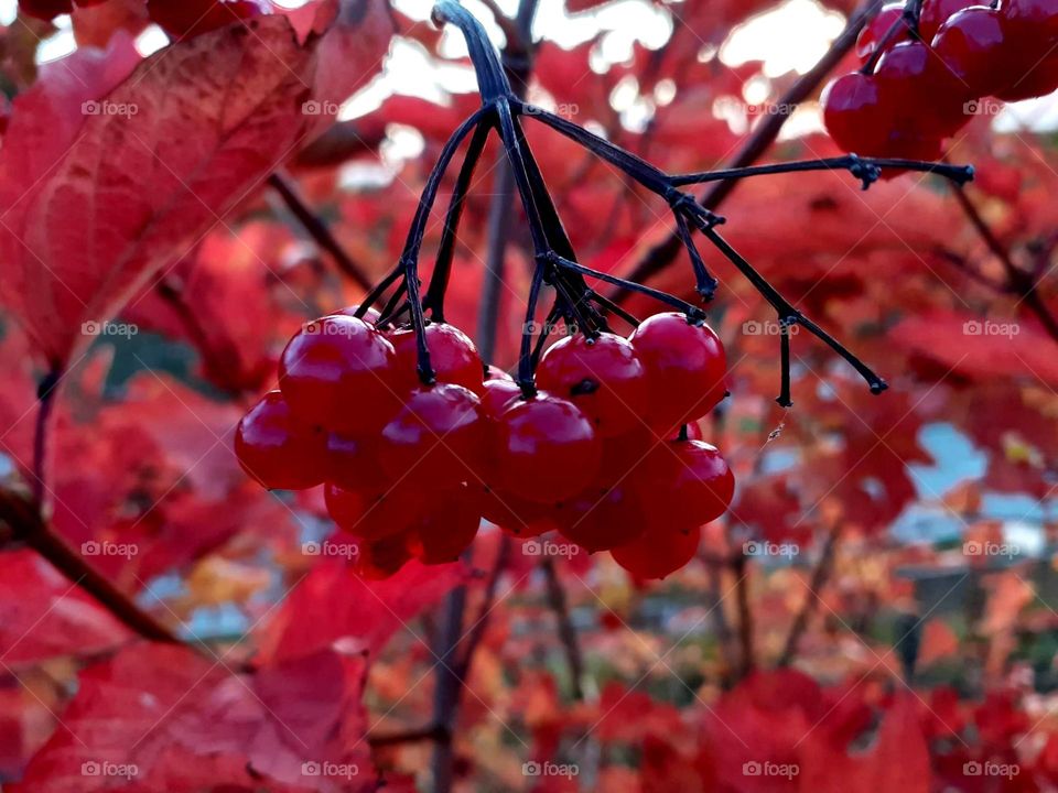 red berries after the rain