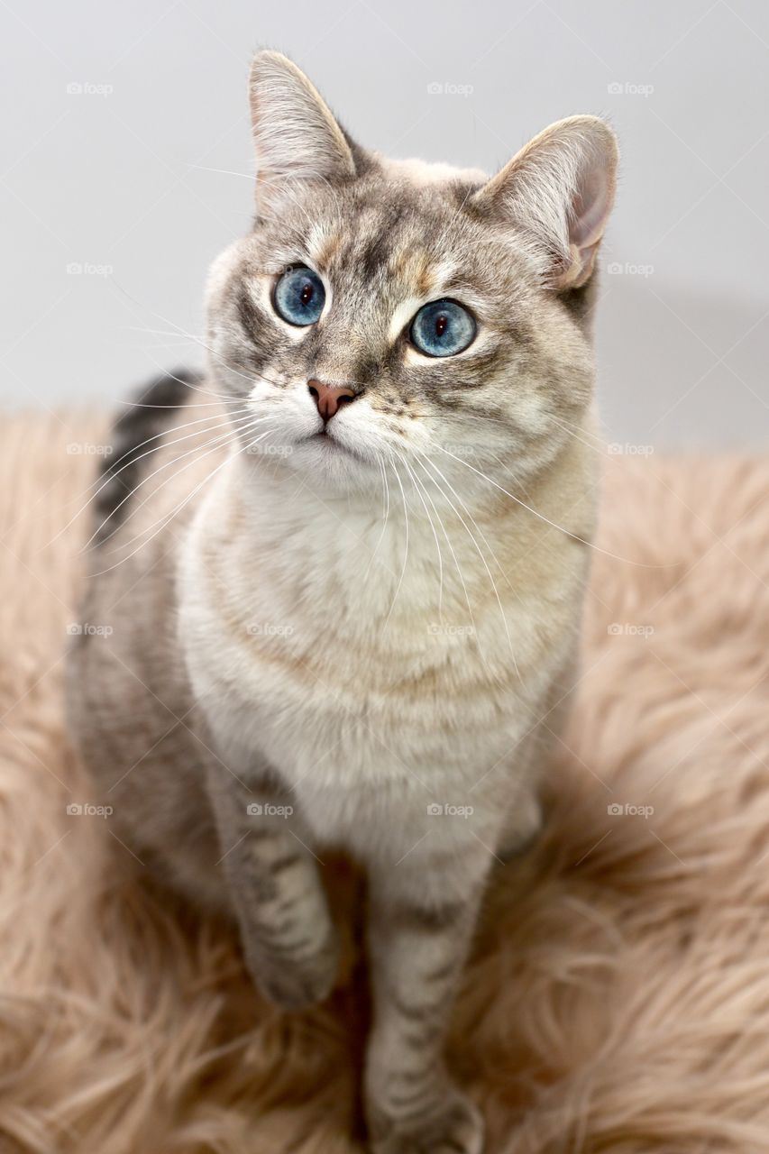 Close-up of domestic cat