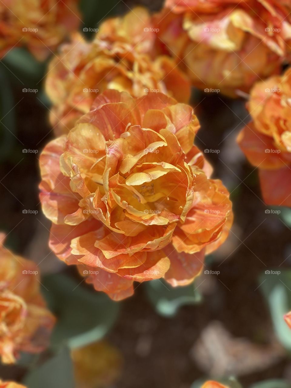 Orange Flower 