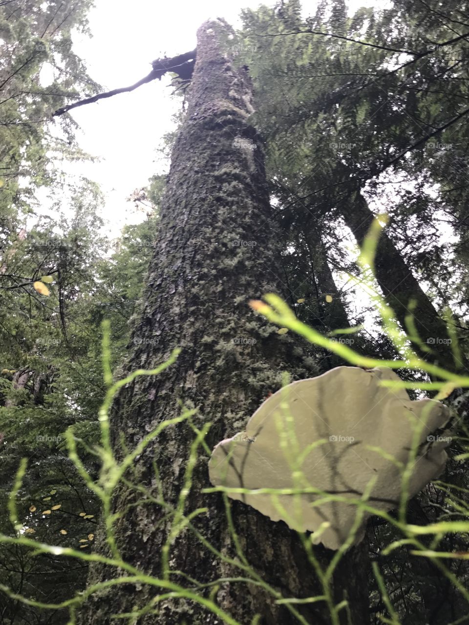 Konk on dead tree 