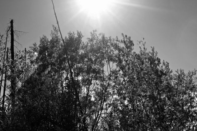 sun