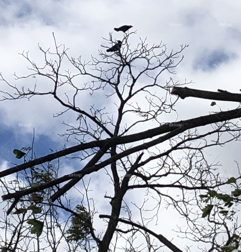 Crows on a tree branch 