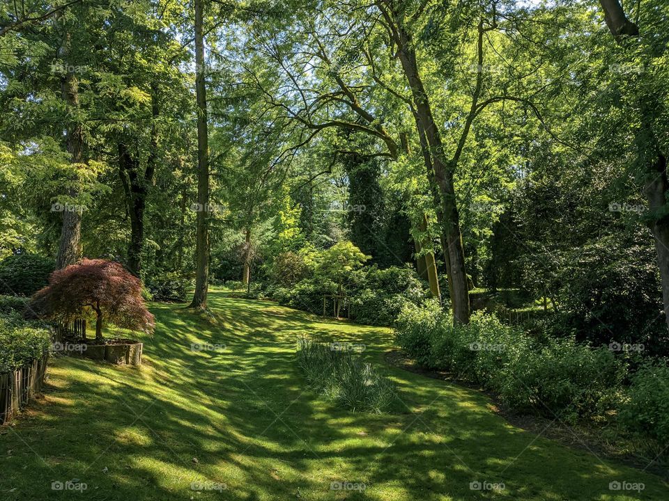 Beautiful view of a green forest with a clearing on a summer sunny day, close-up side view.