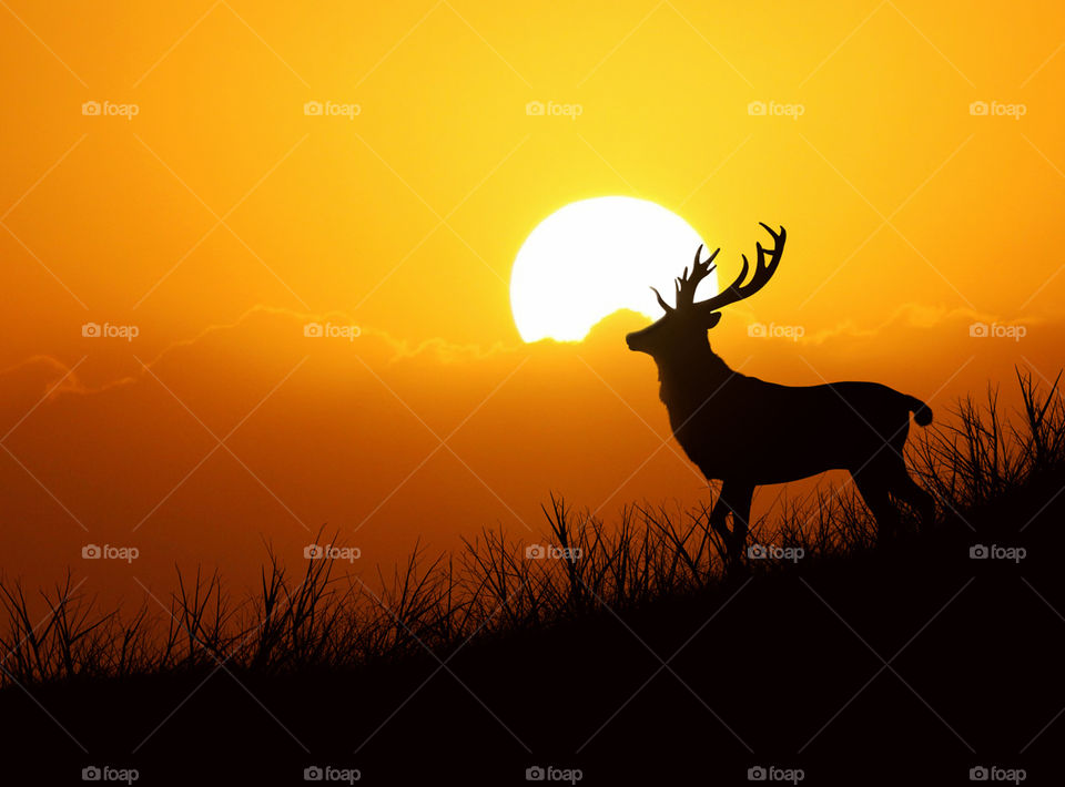 Deer
