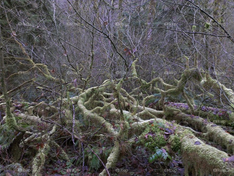 Rainforest Moss Trees