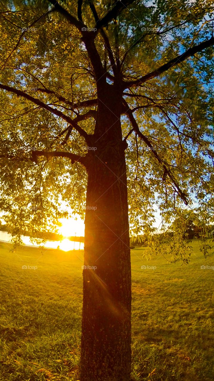 Beautiful sunset and an old tree. 