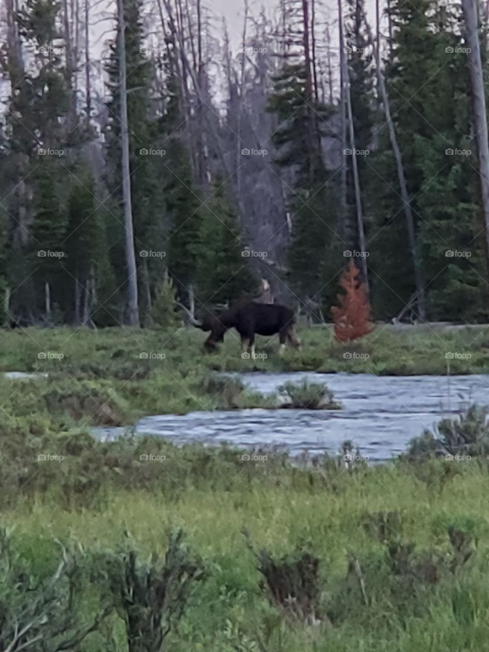 moose