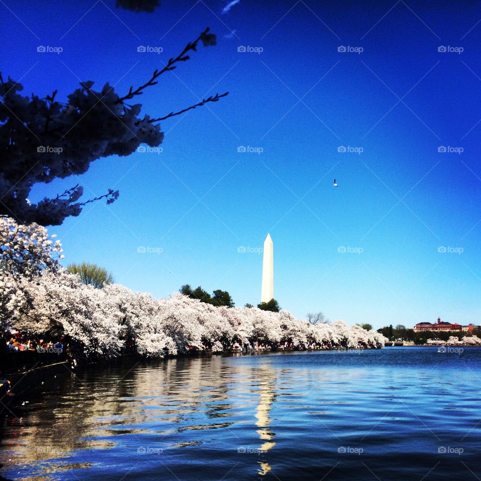 Washington, D.C. Cherry Blossoms. DC Cherry blossom trees along tidal basin