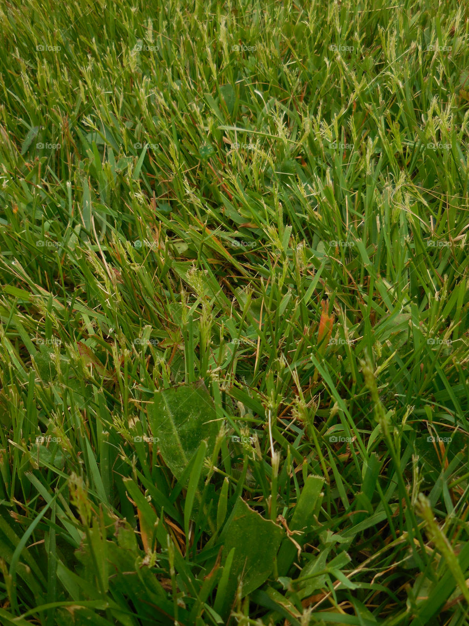 grass texture