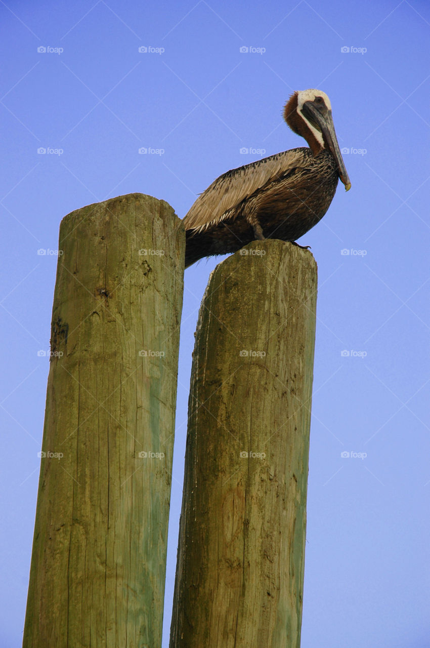 Pelican. Looking up at a pelican preached on a dock post.