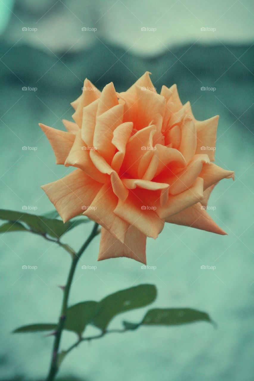 A rose 