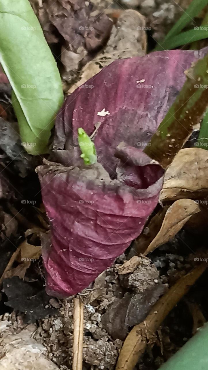 new leaves coming out from onion peel with strong rooting.