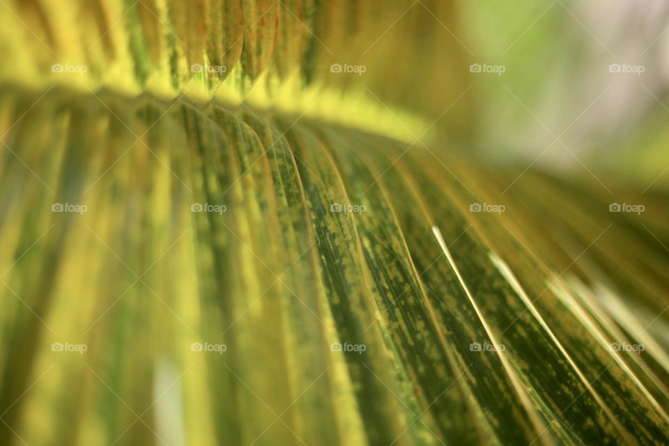 Leaf of Palm