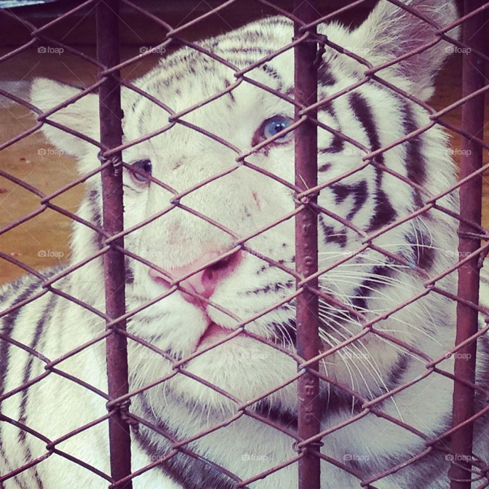 A cage holding back a white tiger's freedom.