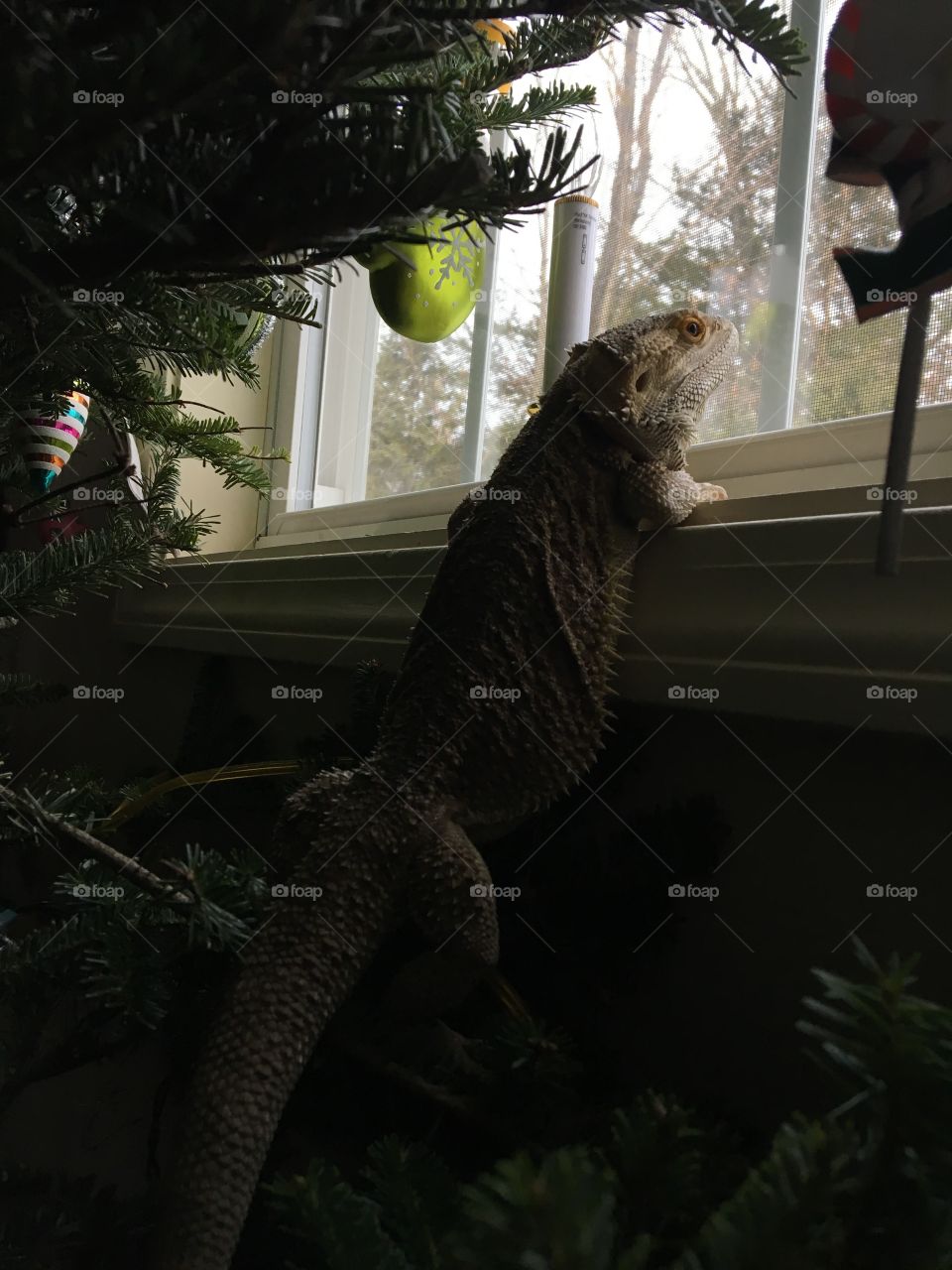 Lizard in the Christmas tree
