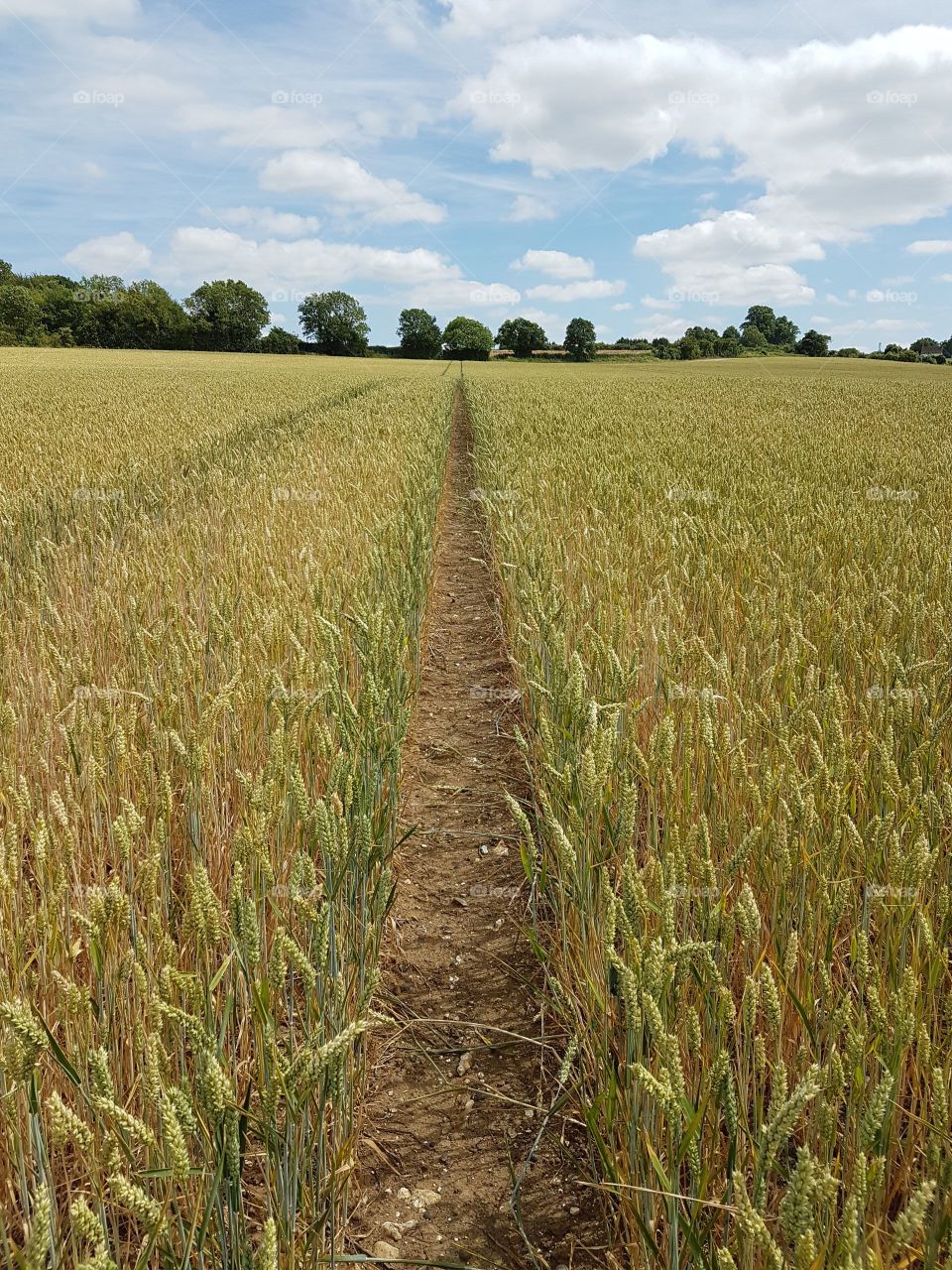 A long, straight path through an overwhelming army of wheat. 🌾

You might get your weetabix from here! 💁‍♂️