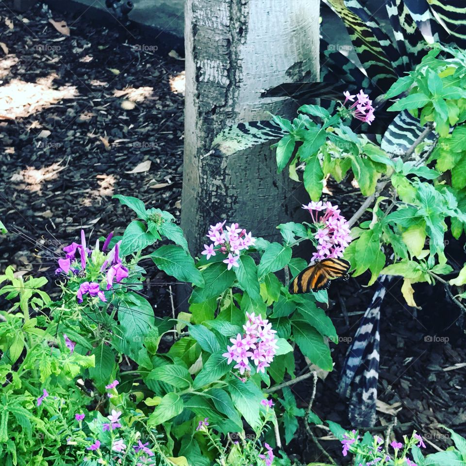 Flowers and butterfly, Lookout Mountain, Tennessee