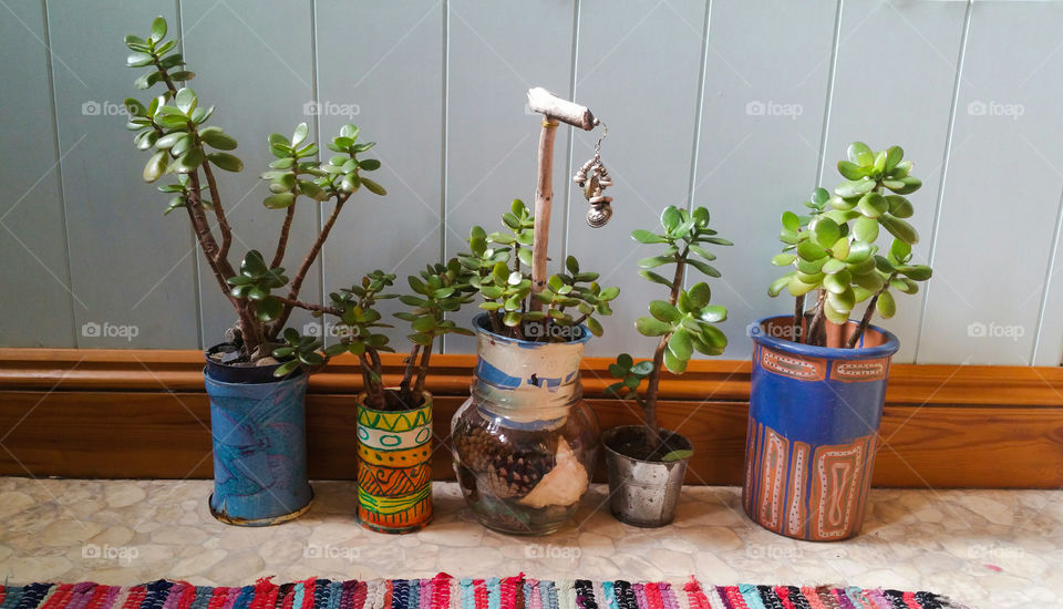 Flowerpots with crassula and a rug