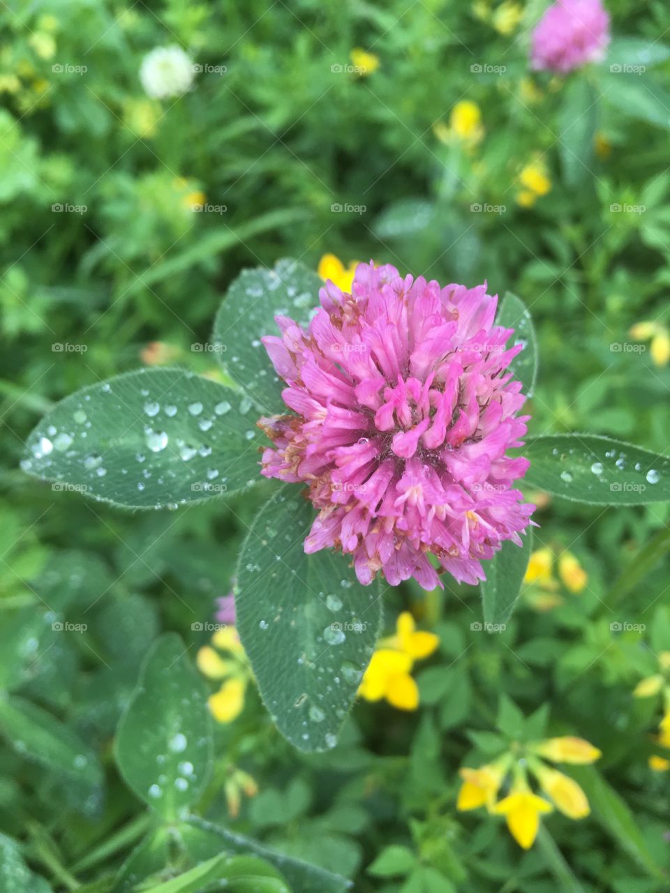 Pretty wild clover, backed by small yellow flowers. Leaves have raindrops on them